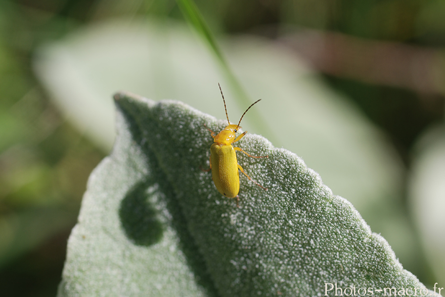 Ctenopius sulphureus